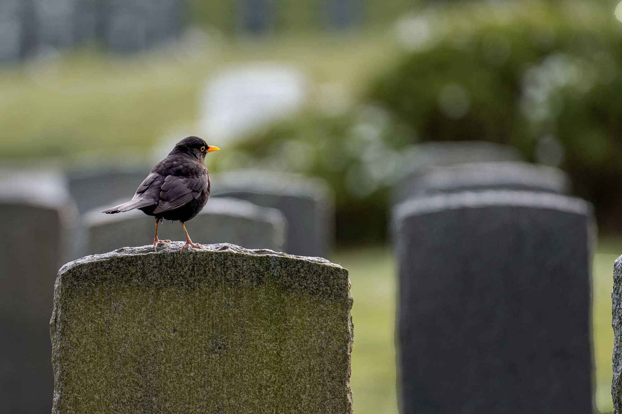 Burial Bird Dsc07859
